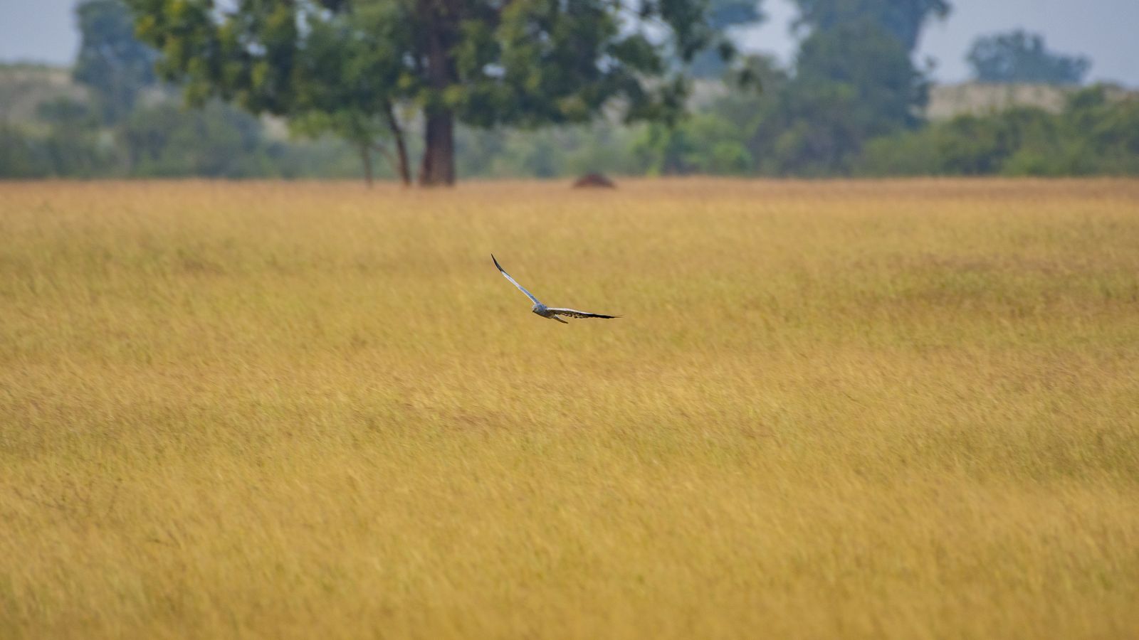 harrier (2)